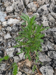 Cephalaria coriacea