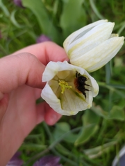 Andrena fulva