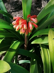 Clivia