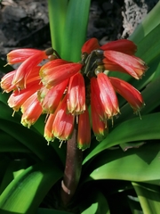 Clivia