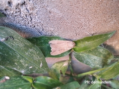 Lepidoptera