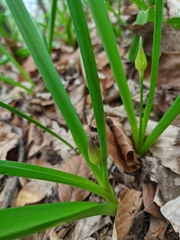 Allium decipiens quercetorum