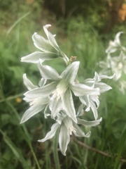 Ornithogalum boucheanum