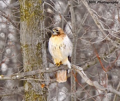 Buteo jamaicensis