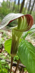 Arisaema triphyllum