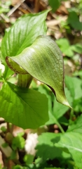 Arisaema triphyllum