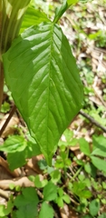 Arisaema triphyllum