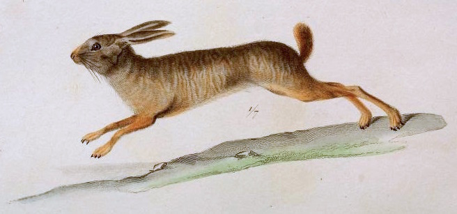 Natal Red Rock Hare