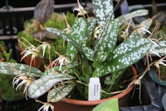 Maxillaria reichenheimiana