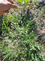 Hackelia diffusa arida