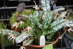 Maxillaria reichenheimiana