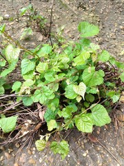 Vitis cinerea cinerea