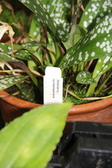 Maxillaria reichenheimiana