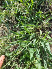 Hackelia diffusa arida