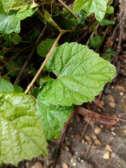 Vitis cinerea cinerea