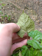 Vitis cinerea cinerea