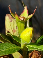 Ludwigia peruviana image