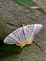 Phrygionis platinata