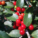 Yaupon Holly - Photo (c) Laura Clark, some rights reserved (CC BY), uploaded by Laura Clark