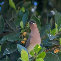 Bombycilla cedrorum