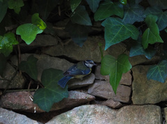 Cyanistes caeruleus
