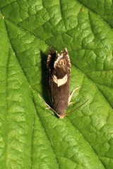 Grapholita discretana