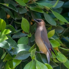 Bombycilla cedrorum
