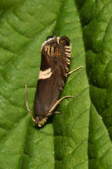 Grapholita discretana