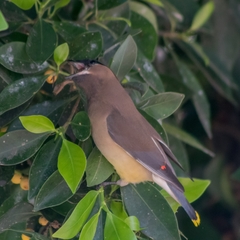 Bombycilla cedrorum