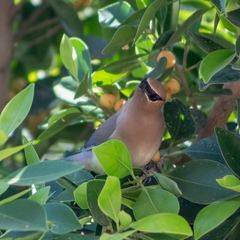 Bombycilla cedrorum