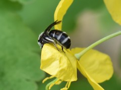 Lasioglossum sexnotatum
