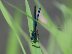 Calopteryx splendens