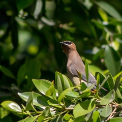Bombycilla cedrorum