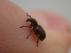 Andrion regensteinense