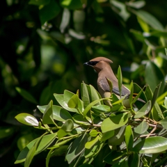 Bombycilla cedrorum