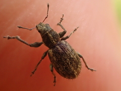 Andrion regensteinense