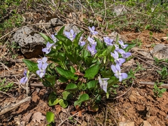 Viola sieheana
