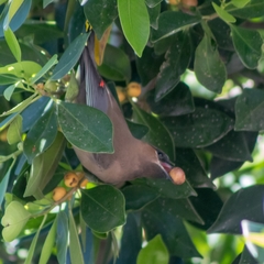Bombycilla cedrorum