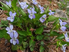 Viola sieheana