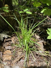 Carex deweyana