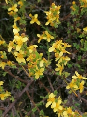 Senecio pubigerus