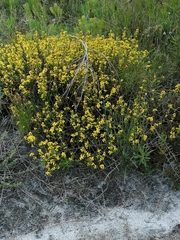 Senecio pubigerus