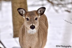 Odocoileus virginianus