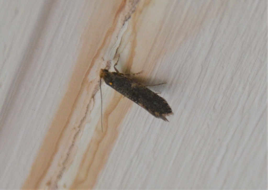 Scarce Dark Clothes Moth
