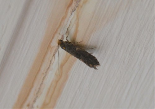 Scarce Dark Clothes Moth