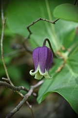 Clematis addisonii