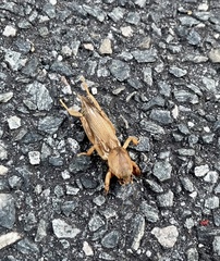 Neoscapteriscus vicinus