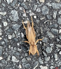 Neoscapteriscus vicinus