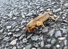 Neoscapteriscus vicinus