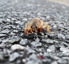 Neoscapteriscus vicinus